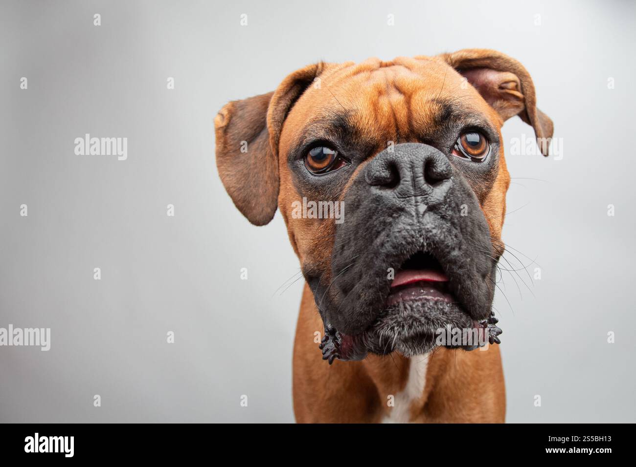 Portrait d'un chien boxeur assis devant un fond gris Banque D'Images