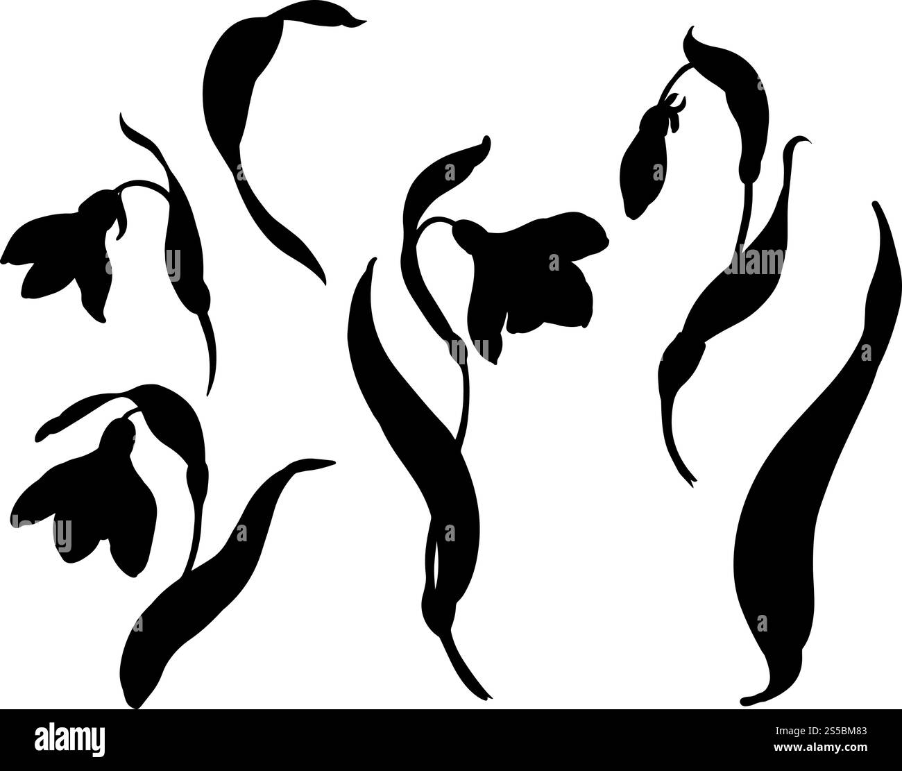 Illustration vectorielle Snowdrop. Fleurs de printemps en fleurs. Dessin linéaire à l'encre noire dessiné à la main de délicates fleurs blanches avec des feuilles. Ensemble botanique Illustration de Vecteur