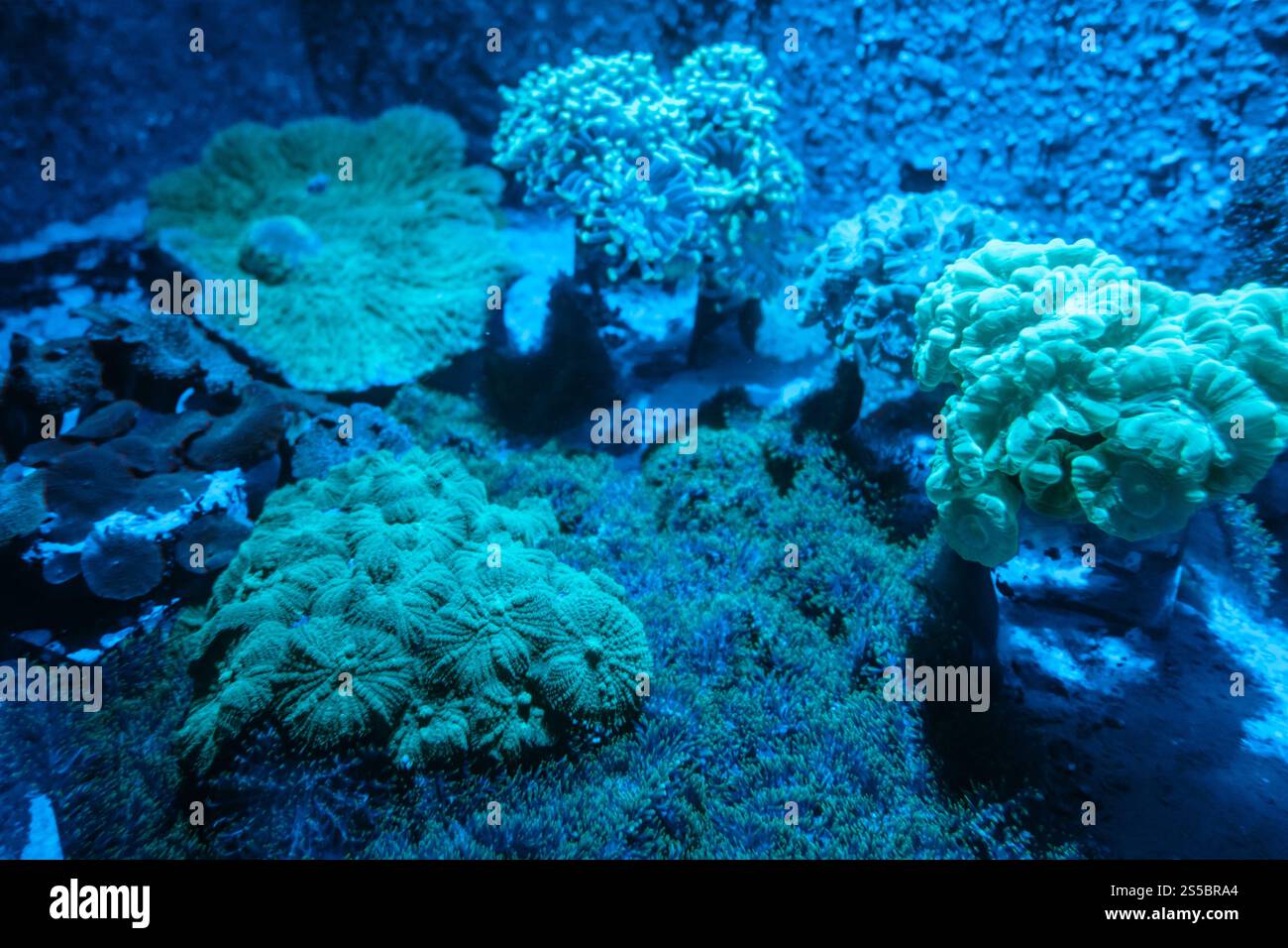 Anémone de mer sur un récif corallien tropical. Anémone de mer sur un récif corallien Banque D'Images