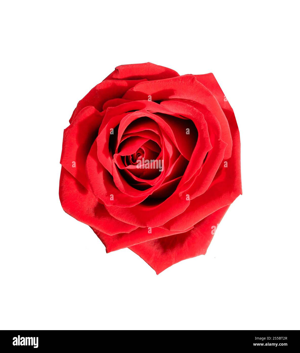 Rose rouge sur fond blanc. Rose rouge Banque D'Images Rose rouge sur fond blanc. Rose rouge Banque D'Images