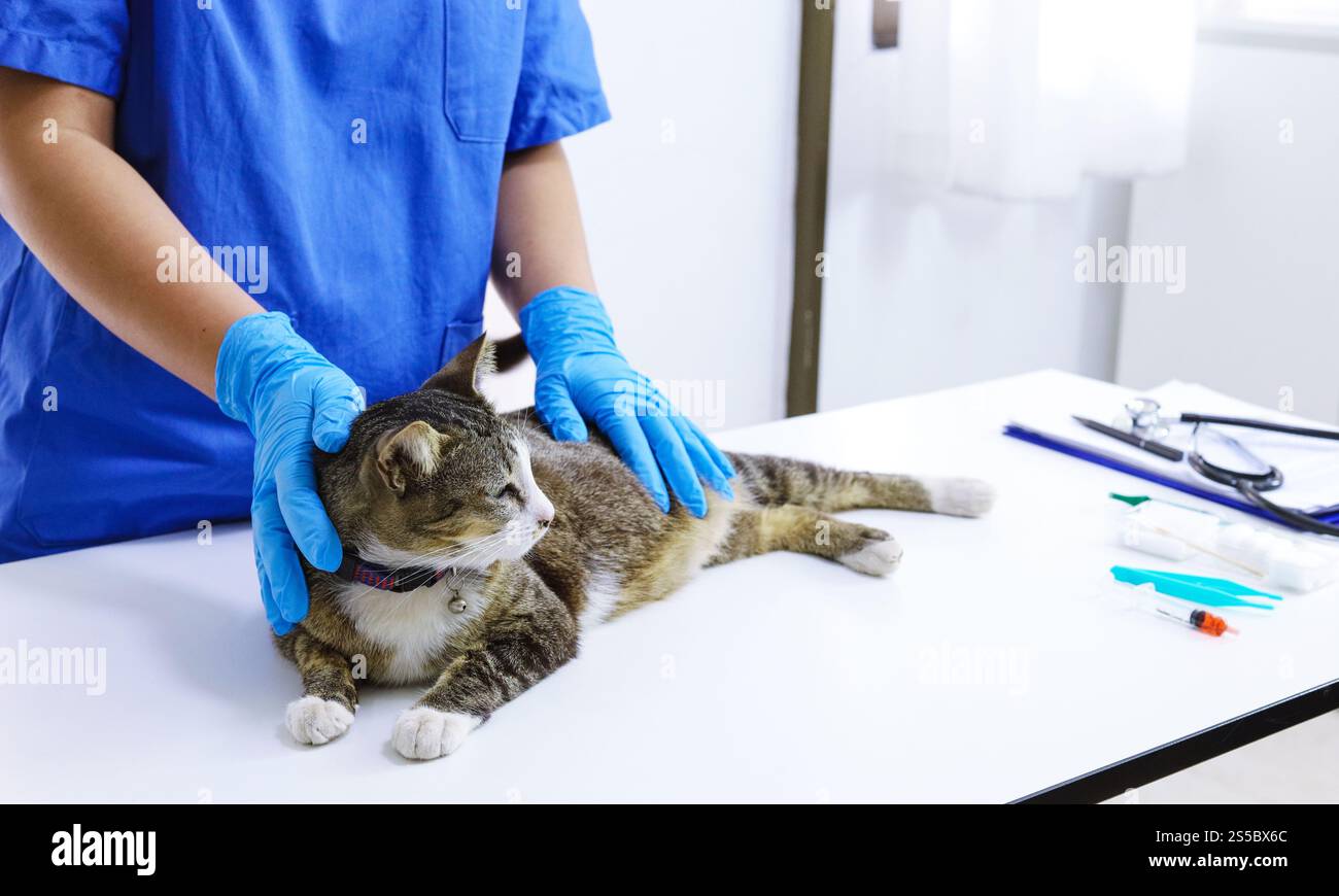 Chat sur le tableau d'examen de la clinique vétérinaire. Soins vétérinaires. Vétérinaire médecin et chat Banque D'Images