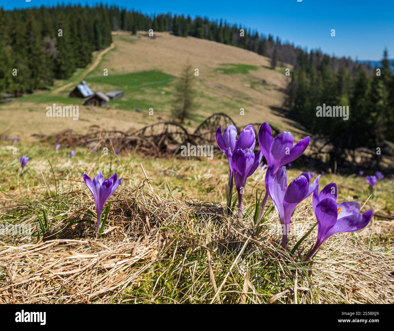 Violet de fleur Crocus heuffelianus (Crocus vernus) fleurs alpines au printemps plateau de montagne carpatique, Ukraine. Banque D'Images