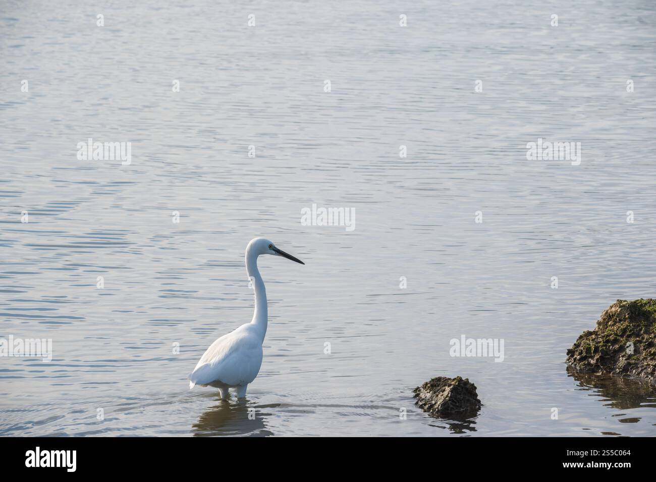 grande gracieusement patauger dans les eaux tranquilles. Banque D'Images