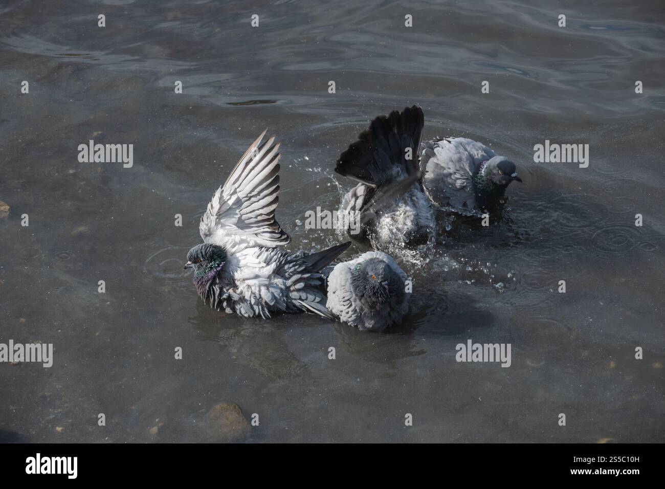 pigeons appréciant un plongeon rafraîchissant dans un plan d'eau peu profond. Ils éclaboussent et battent des ailes. Banque D'Images