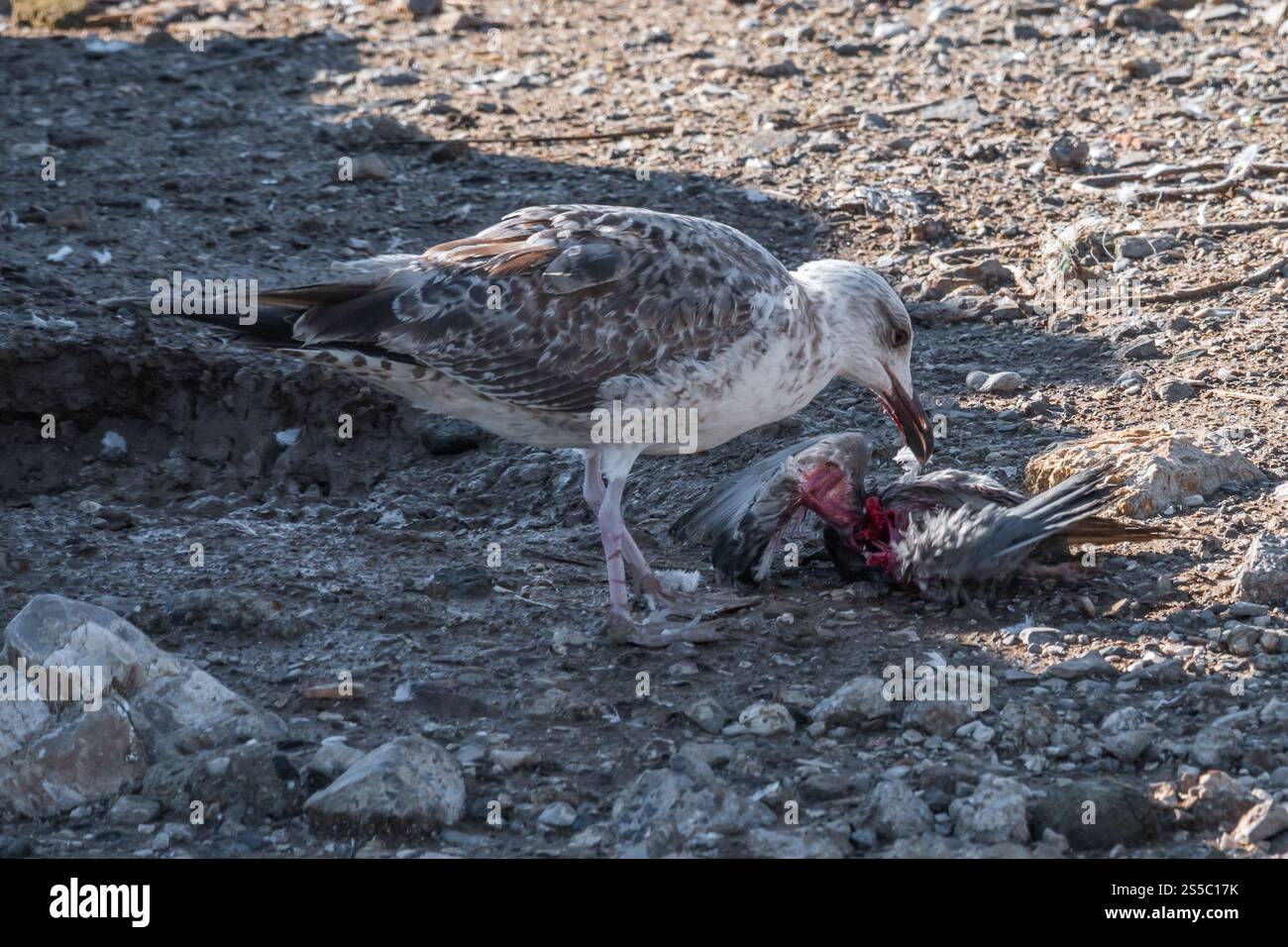 réalité brute de la chaîne alimentaire de la nature. Une mouette se régalant sur les restes d'un oiseau plus petit. Banque D'Images