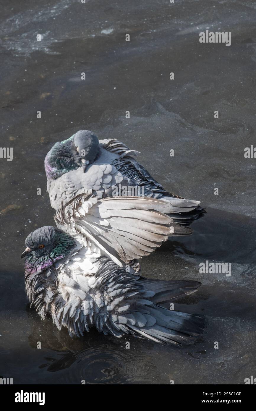 deux pigeons prenant un bain rafraîchissant dans un bassin d'eau peu profond. Banque D'Images