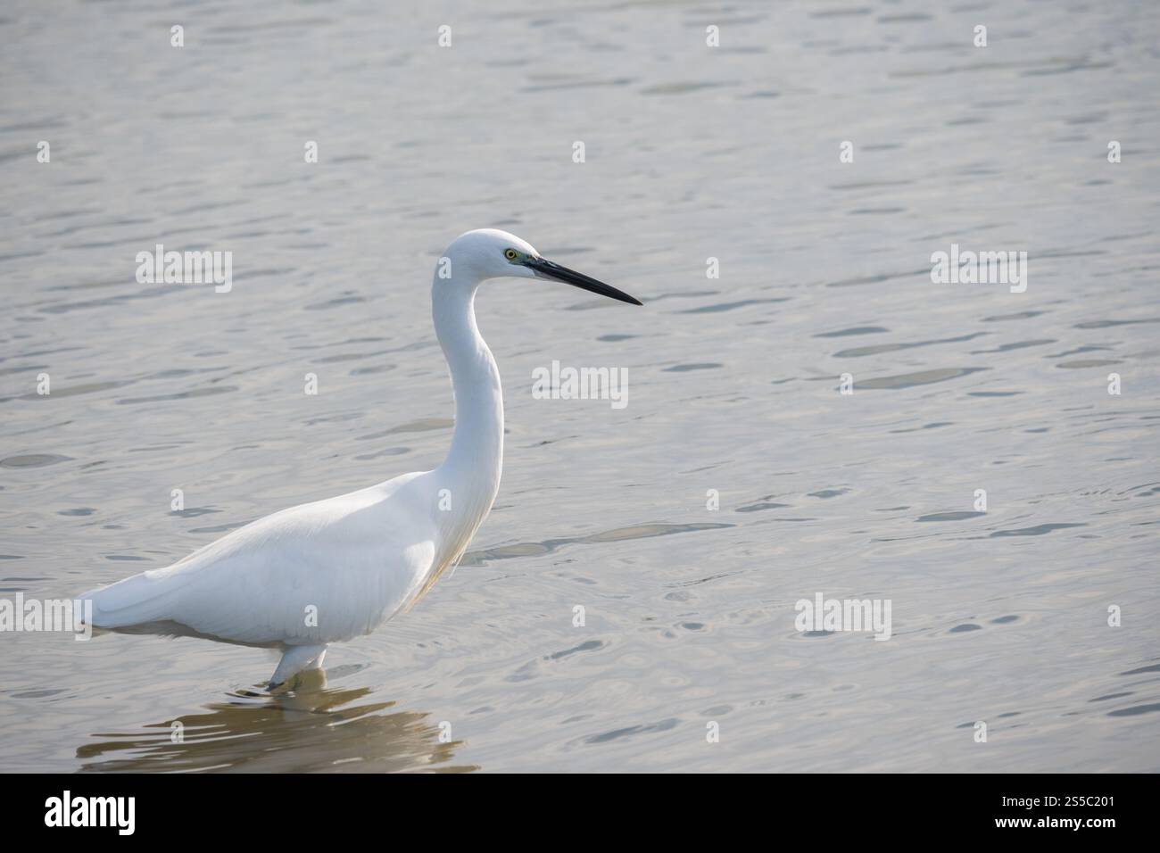 l'aigrette blanche se tient élégamment dans les eaux peu profondes. Banque D'Images