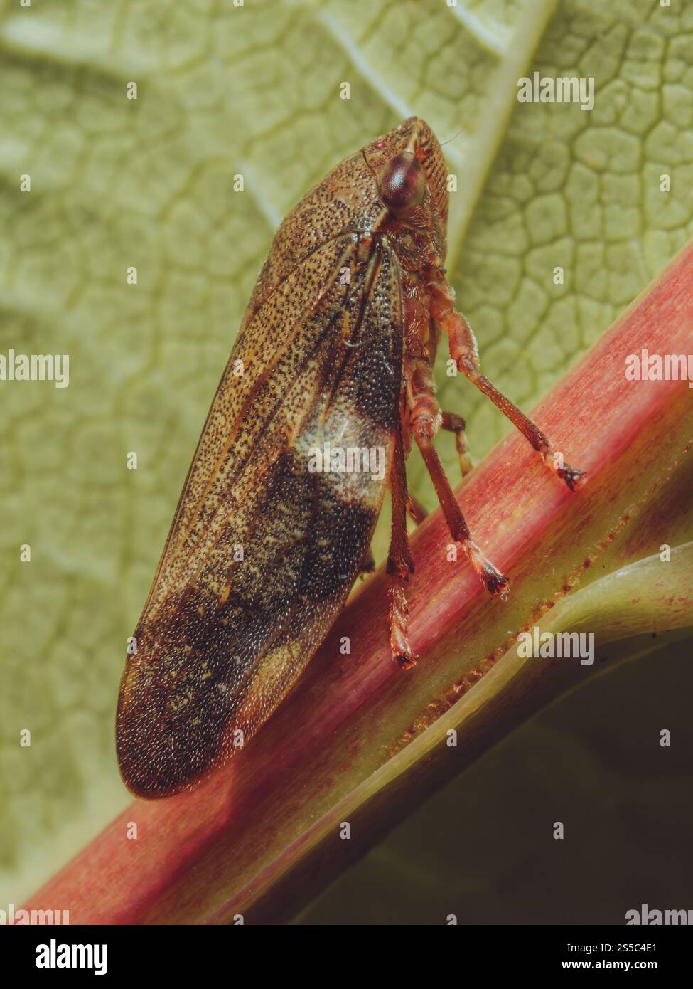 Un Alder Spittlebug perché sur une plante Banque D'Images