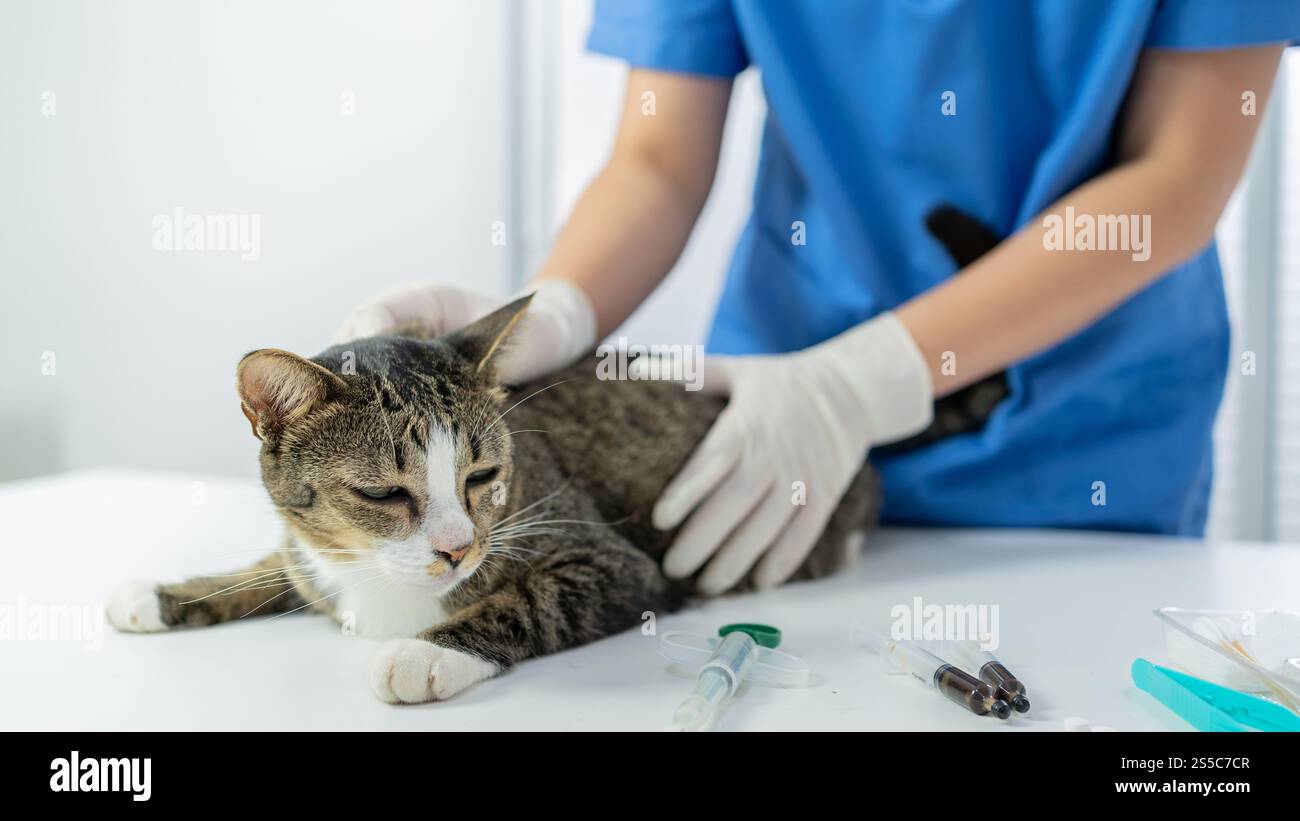 Chirurgien vétérinaire. Chat sur la table d'examen de la clinique vétérinaire. Soins vétérinaires. Vétérinaire médecin et chat. Banque D'Images