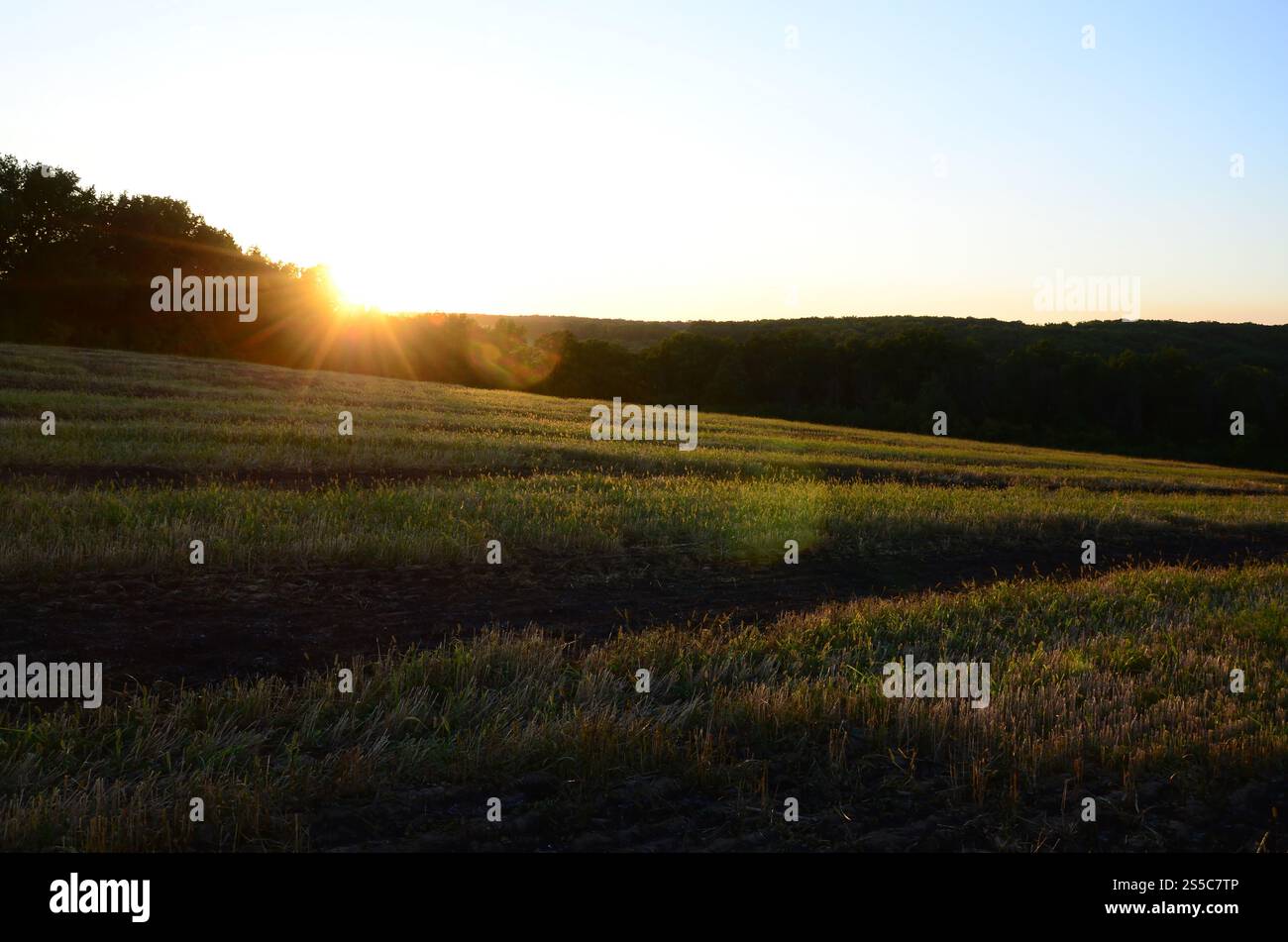 Les brûlures prescrites aident à contrôler les espèces envahissantes et à recycler les nutriments dans les écosystèmes des Prairies. Paysage de champ pendant le coucher du soleil après avoir brûlé les dernières années Banque D'Images