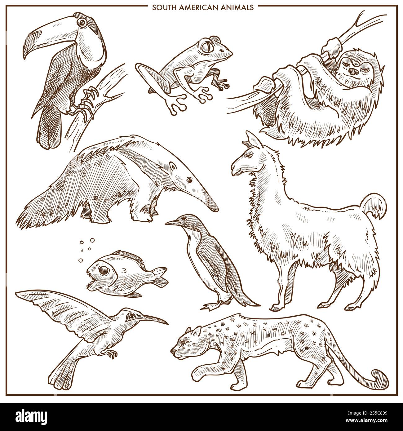 Croquis d'animaux et d'oiseaux d'Amérique du Sud. Vecteur isolé toucan, paresseux ou lama et bourdonnement oiseau, fourmilier ou léopard et pingouin avec piranha et grenouille tropicale pour zoo ou parc zoologique. Croquis vectoriel d'animaux et d'oiseaux d'Amérique du Sud Illustration de Vecteur