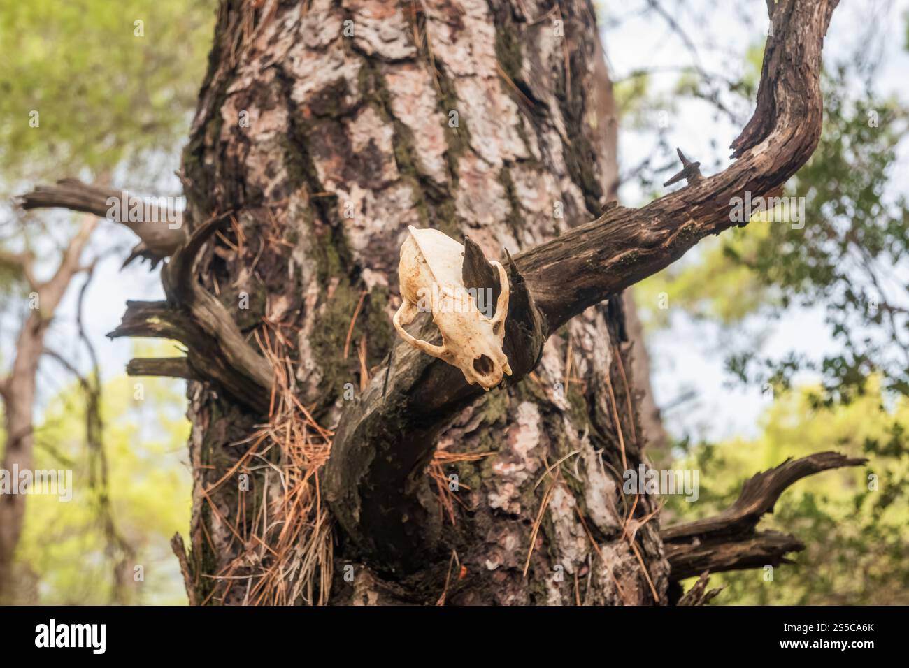 Crâne animal sur une branche d'arbre dans la forêt Banque D'Images