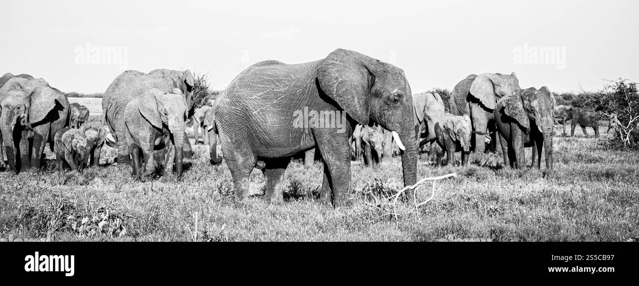 Des éléphants gracieux errent paisiblement parmi les prairies expansives et vibrantes de l'Afrique Banque D'Images