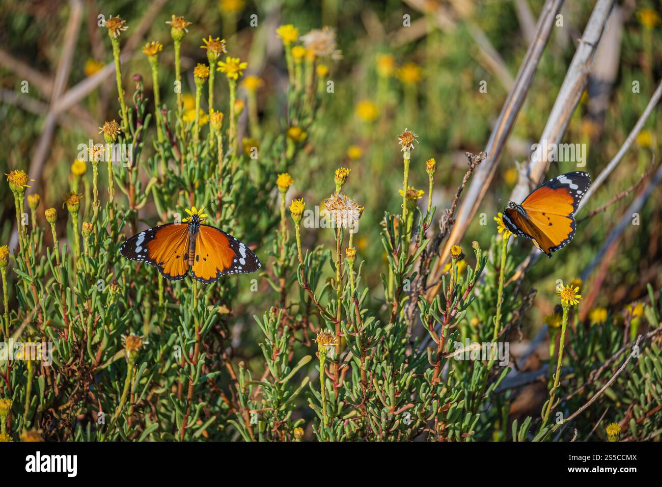 papillons dans la nature Banque D'Images