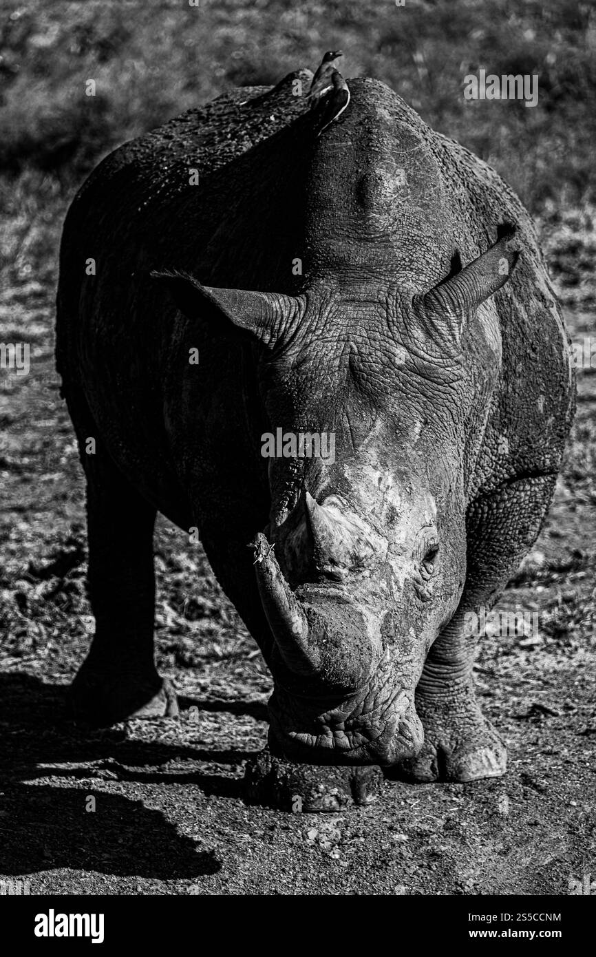Un rhinocéros majestueux capturé dans des images en noir et blanc époustouflantes, mettant en valeur sa grandeur Banque D'Images