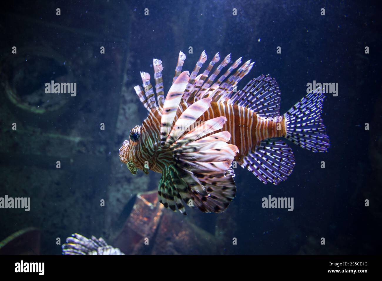 poisson-lion rouge vue rapprochée dans l'océan. Vie marine. poisson-lion rouge vue rapprochée dans l'océan Banque D'Images