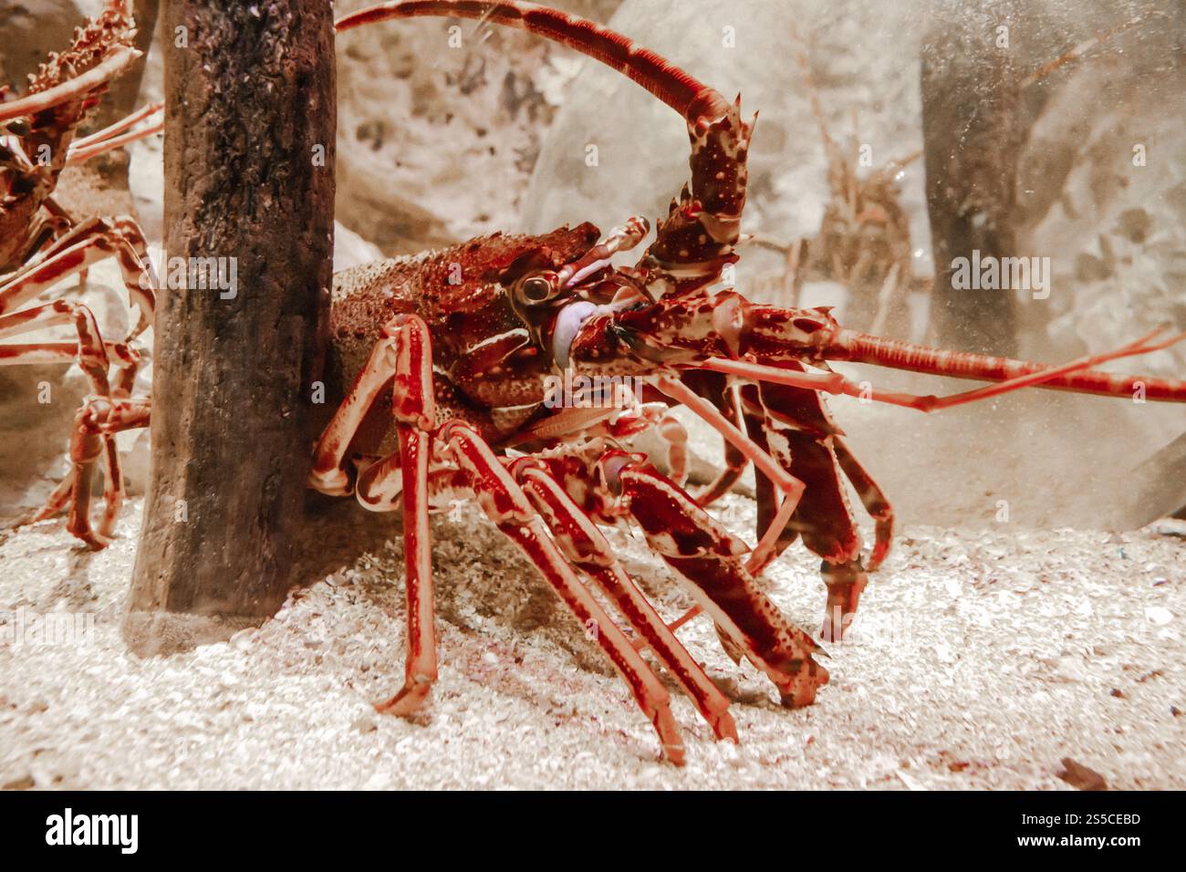 Vue rapprochée sur le homard dans l'océan. Vie marine. Vue rapprochée sur le homard dans l'océan Banque D'Images