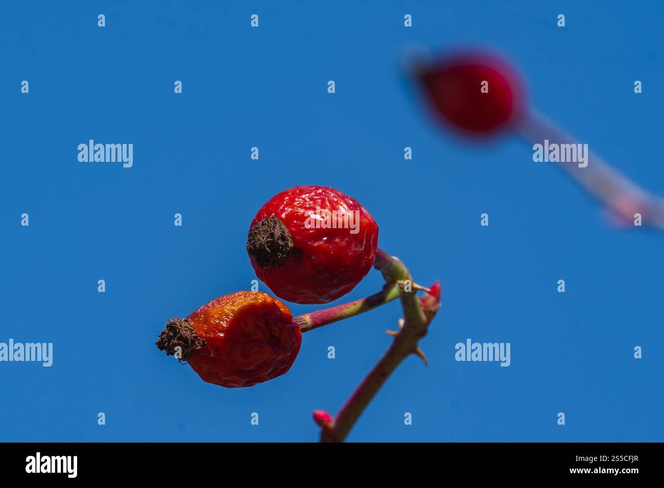 gros plan des hanches roses, mettant en valeur leur couleur rouge éclatante et leur forme unique. Banque D'Images