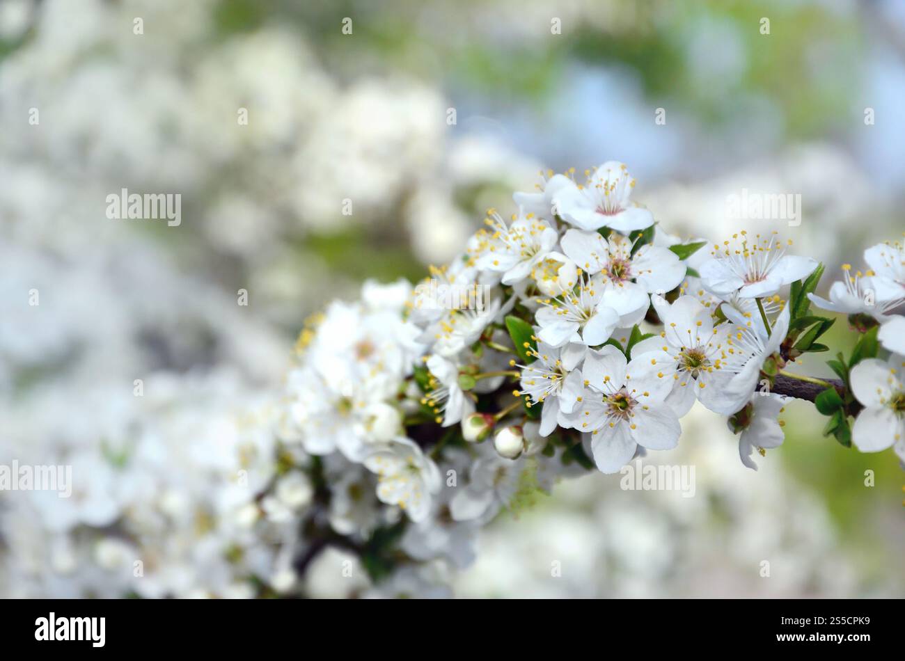Branche fleurie d'abricotier. Floraison précoce des arbres en avril. Fleurs d'abricot blanc de petite taille. Branche fleurie d'abricotier. Tôt Banque D'Images