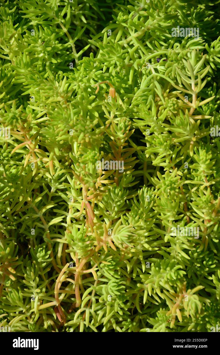 La texture d'un buisson d'une plante verte, semblables à des algues sous-marines Banque D'Images
