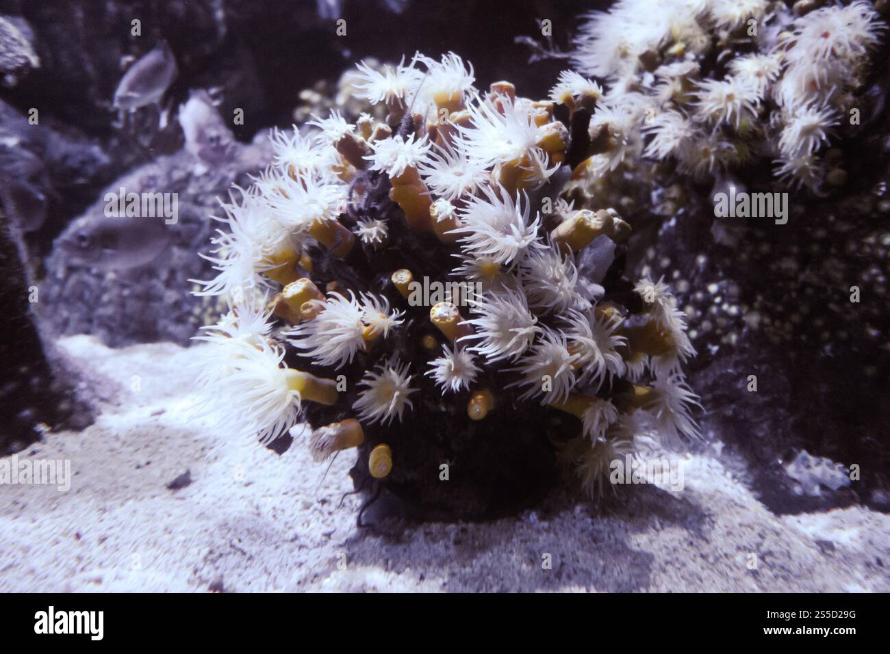 Anémones de mer sur un rocher. Vue macro gros plan. Anémones de mer sur un rocher Banque D'Images