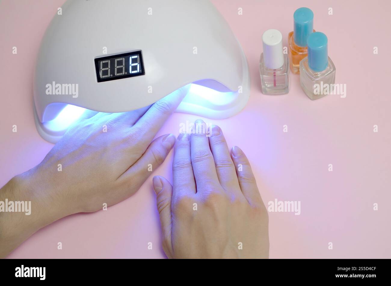 Mains de la jeune femme à la procédure de manucure gros plan sur fond rose pastel. Processus de vernis à ongles femme. Femelle utilisant la lampe LED uv shellac pour rapide Banque D'Images