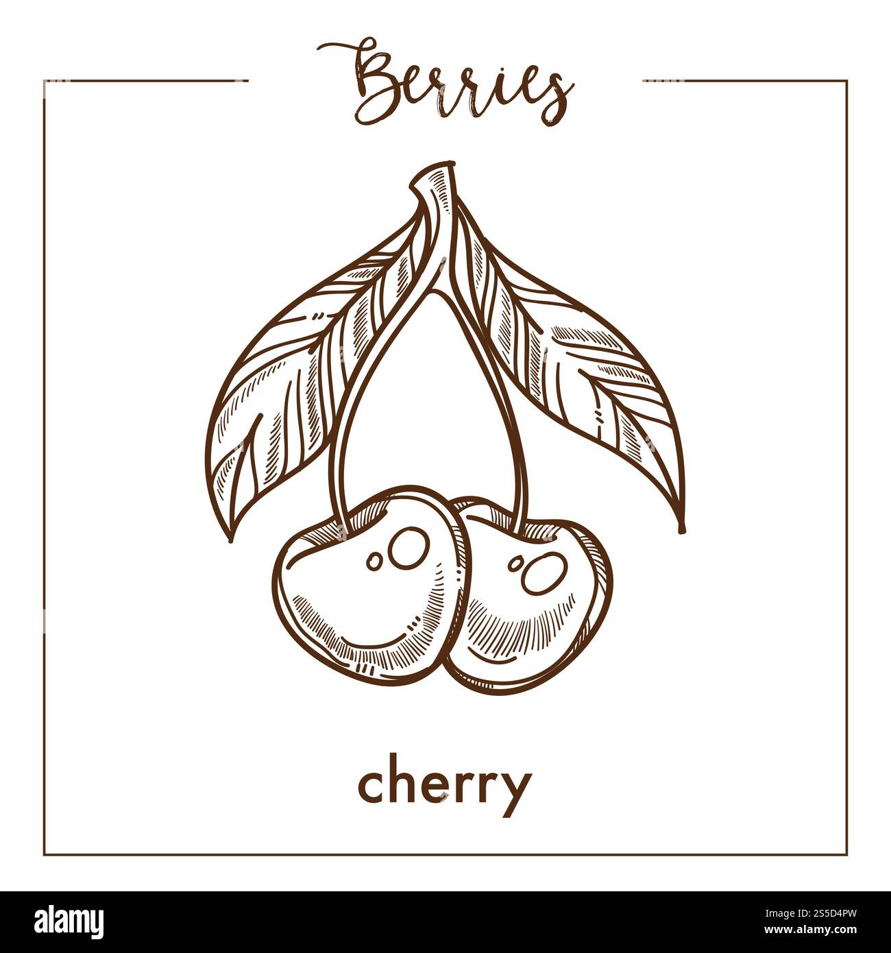 Cerises se marient avec des feuilles monochromes Berry sepia sketch. Délicieux produit juteux naturel de goût sucré. Fruit mûr cultivé sur arbre isolé illustration vectorielle plate de dessin animé sur fond blanc.. Cerises se marient avec des feuilles monochromes Berry sepia sketch Illustration de Vecteur