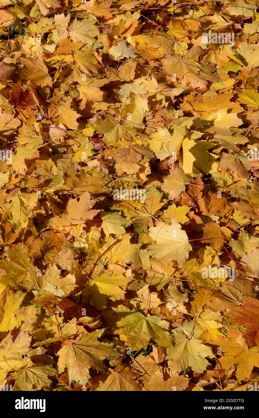 Image de fond coloré feuilles mortes parfait pour l'utilisation saisonnière Banque D'Images