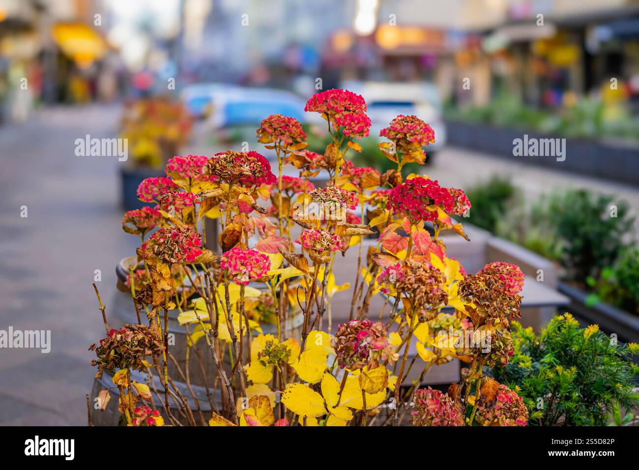 Hortensias avec des feuilles roses et jaunes dans un cadre de rue. Concept de fleurs d'automne et de décor urbain Banque D'Images