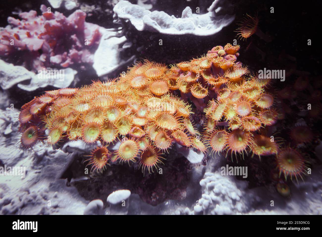Anémones de mer sur un rocher. Vue macro gros plan. Anémones de mer sur un rocher Banque D'Images
