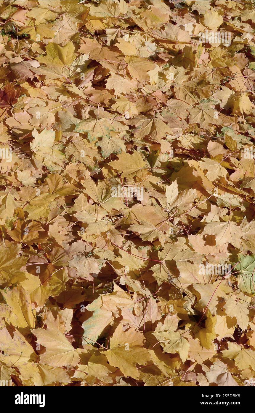 Image de fond coloré feuilles mortes parfait pour l'utilisation saisonnière Banque D'Images