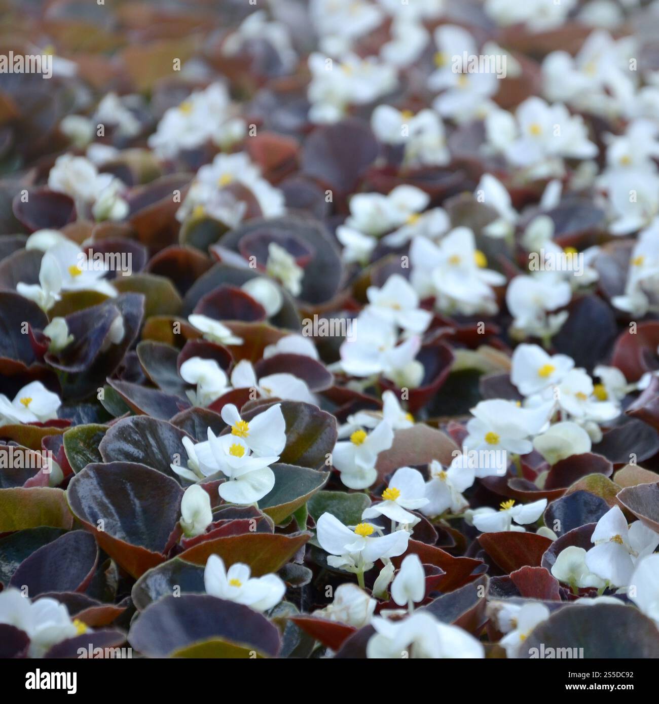 Blanc Begonia cucullata également connu sous le nom de bégonia de cire et bégonia clubed. Champ avec de petites fleurs blanches jardin de près. Blanc Begonia cucullata aussi Banque D'Images