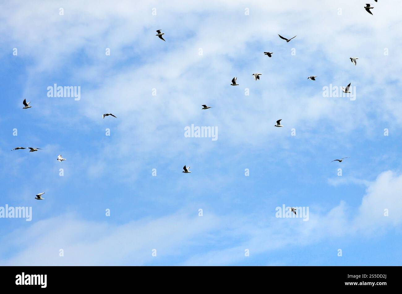 Beaucoup de blanc Les mouettes volent dans le ciel nuageux ciel bleu Banque D'Images