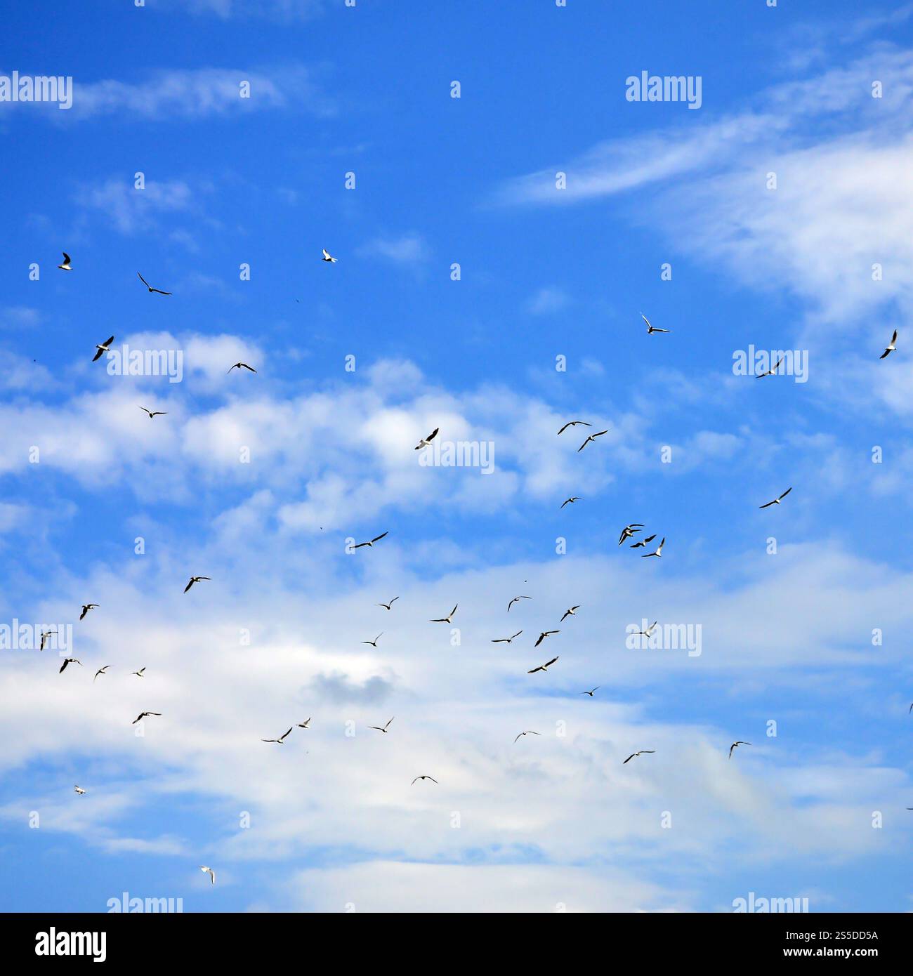 Beaucoup de blanc Les mouettes volent dans le ciel nuageux ciel bleu Banque D'Images
