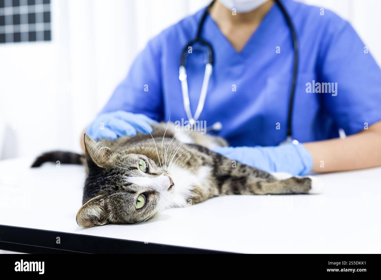Chat sur le tableau d'examen de la clinique vétérinaire. Soins vétérinaires. Vétérinaire médecin et chat Banque D'Images