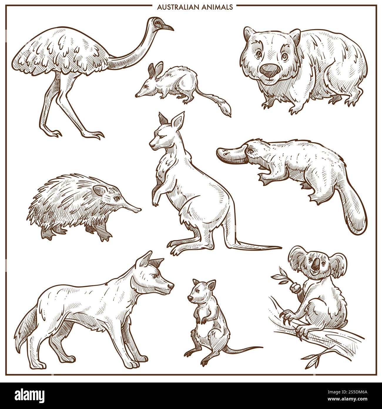 Croquis d'animaux et d'oiseaux australiens. Vecteur isolé émeu autruche, kangourou ou chien Dingo et ornithorynque ou souris, koala et échidna et diable de Tasmanie pour la conception de zoo ou de parc zoologique. Croquis vectoriel d'animaux et d'oiseaux australiens Illustration de Vecteur