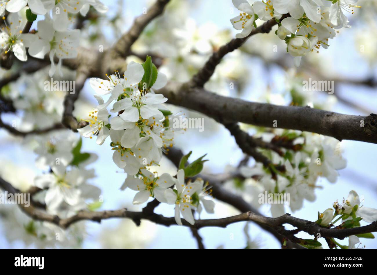Branche fleurie d'abricotier. Floraison précoce des arbres en avril. Fleurs d'abricot blanc de petite taille. Branche fleurie d'abricotier. Tôt Banque D'Images