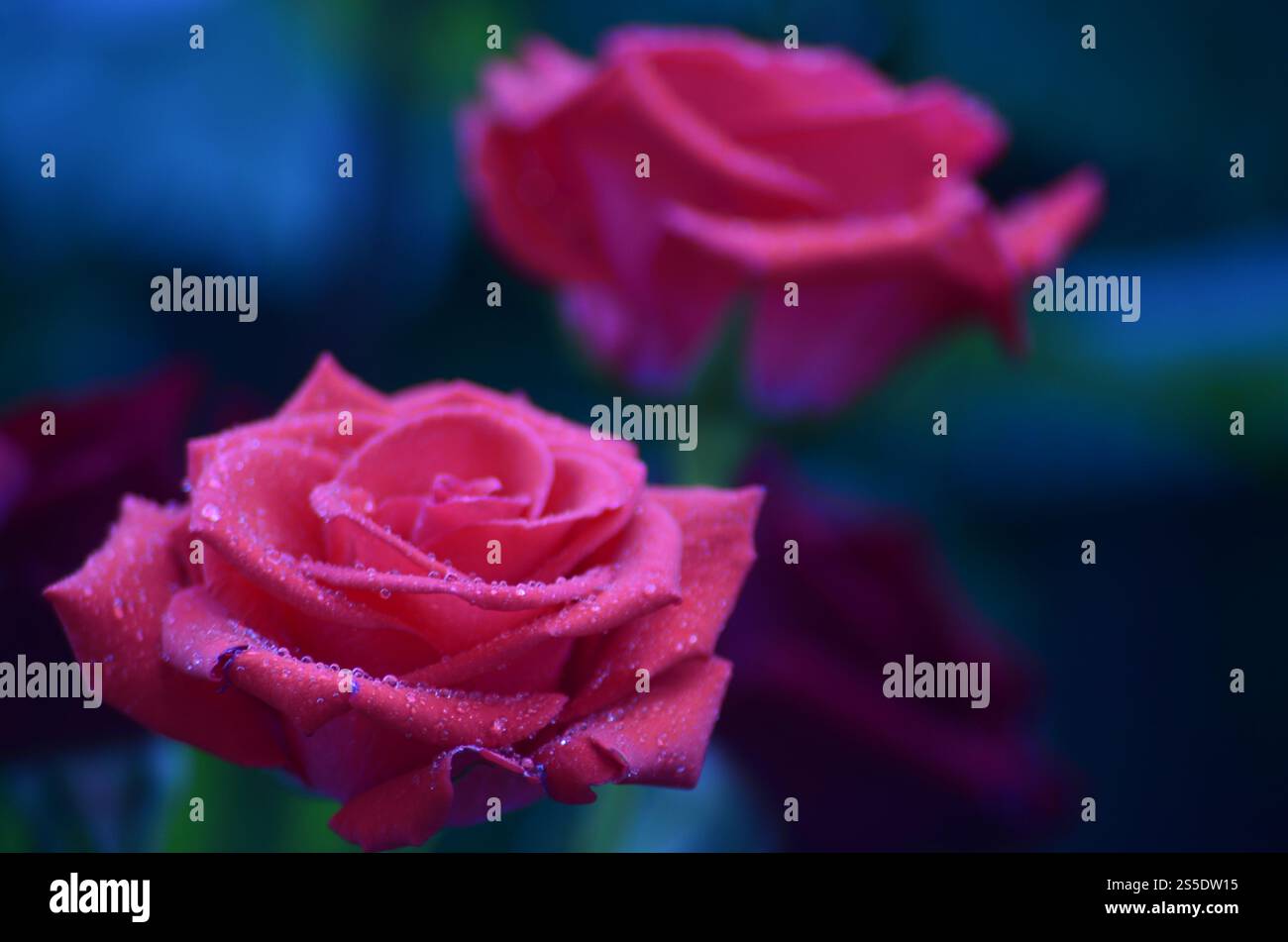 Roses roses et rouges fraîches et humides avec des gouttelettes en macrophotographie. Rose fraîche et humide avec des gouttelettes en macro Banque D'Images