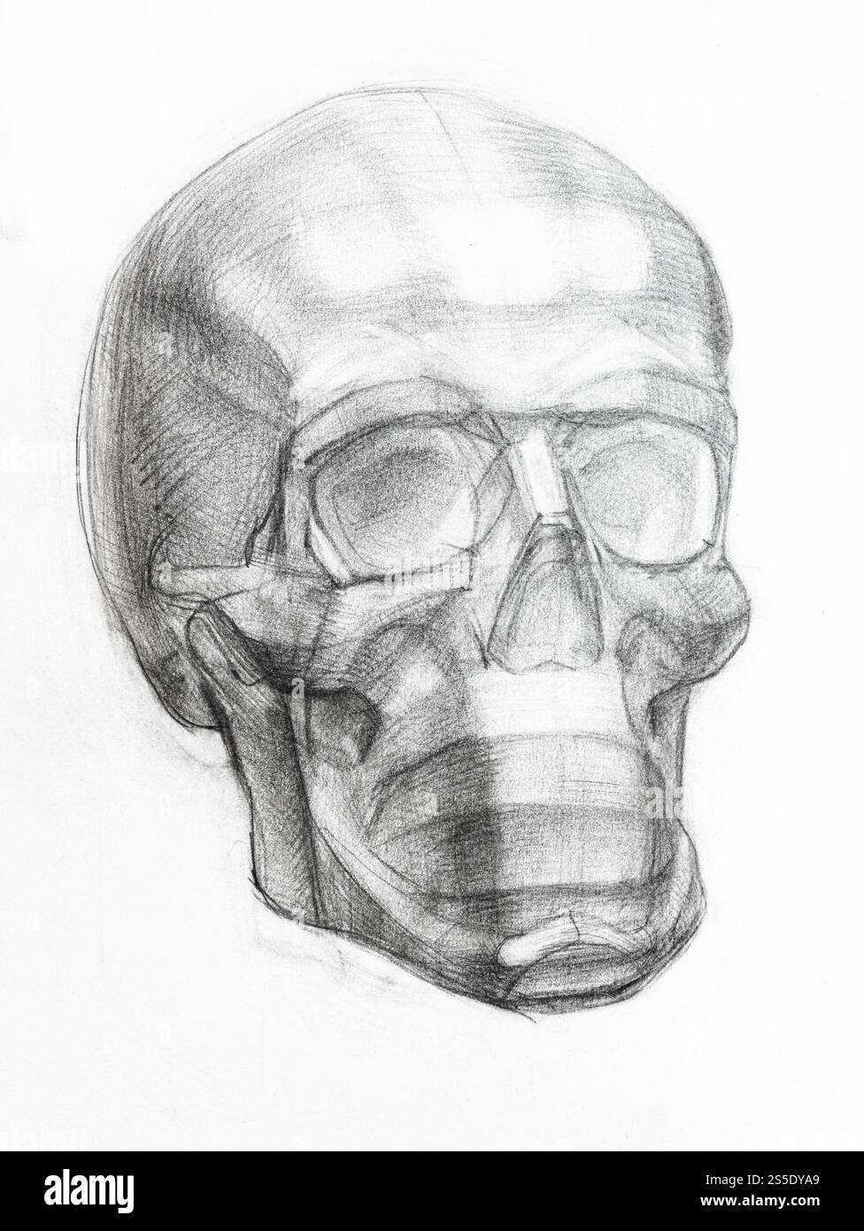 dessin académique - modèle de gypse du crâne humain dessiné à la main par un crayon régulier sur la bande blanche Banque D'Images