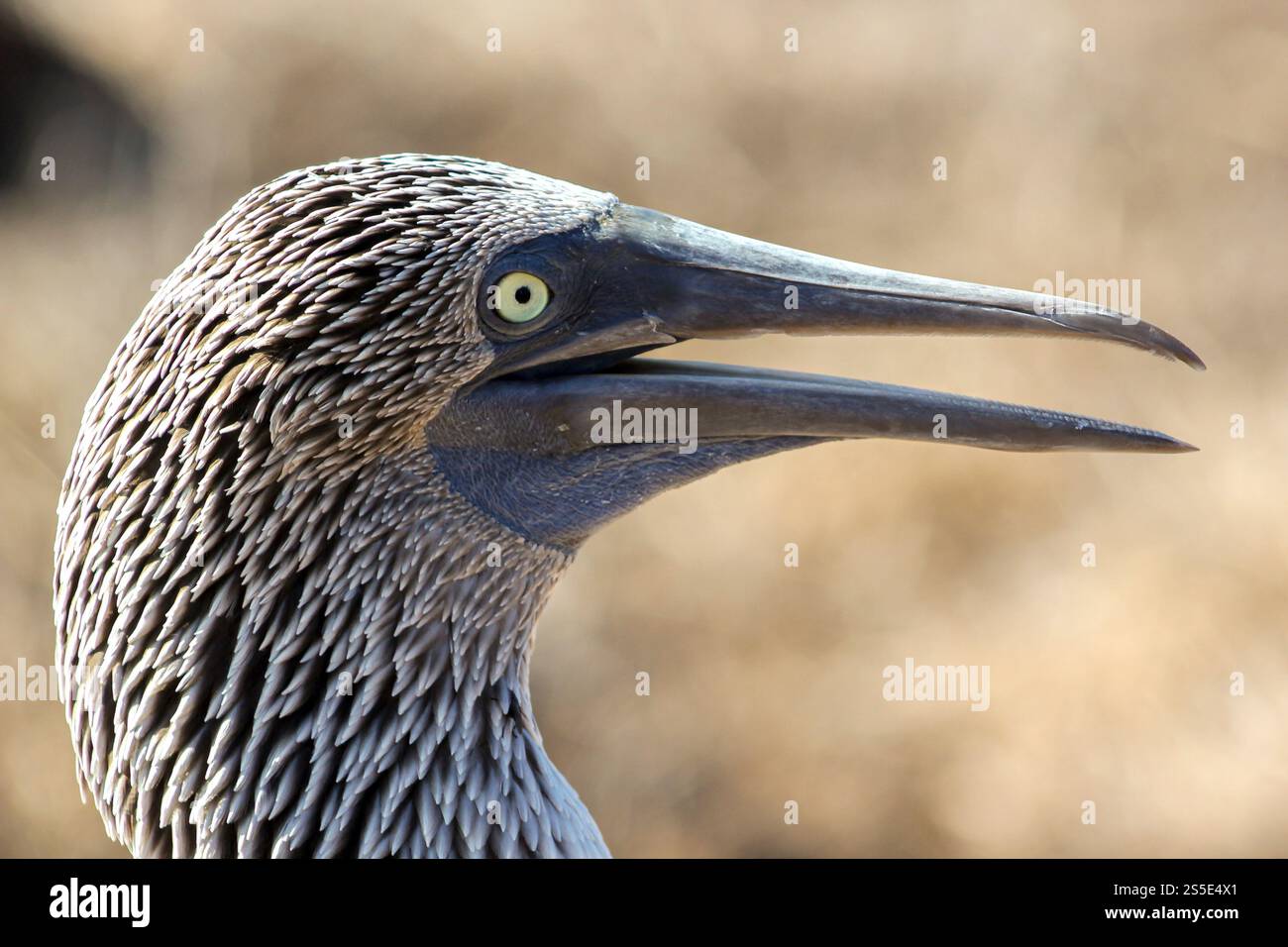 Profil rapproché d'un champignon à pieds bleus, l'une des espèces d'oiseaux les plus emblématiques des îles Galápagos, Équateur. Banque D'Images