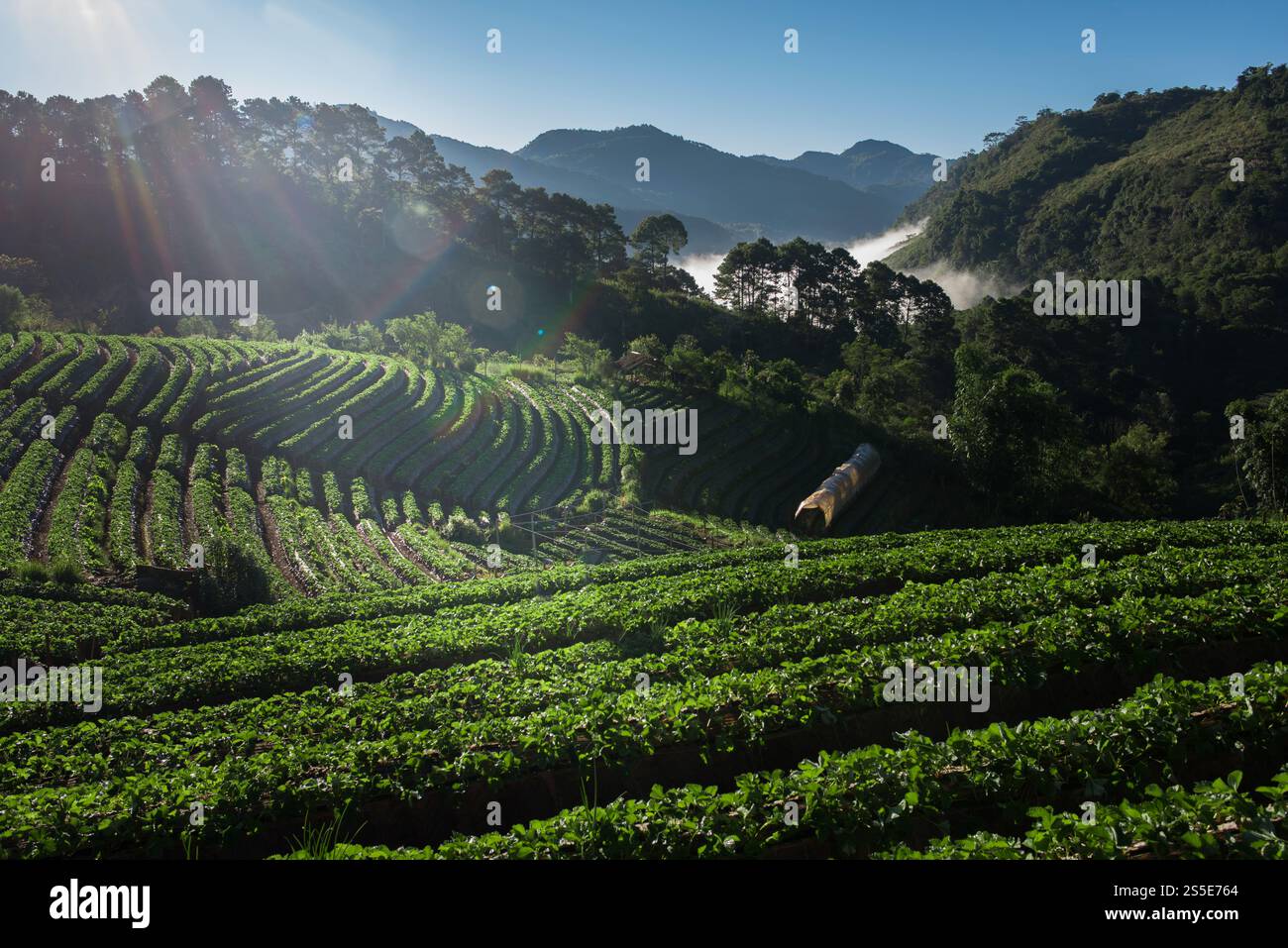 Strawberry Farm Field sur la montagne Banque D'Images