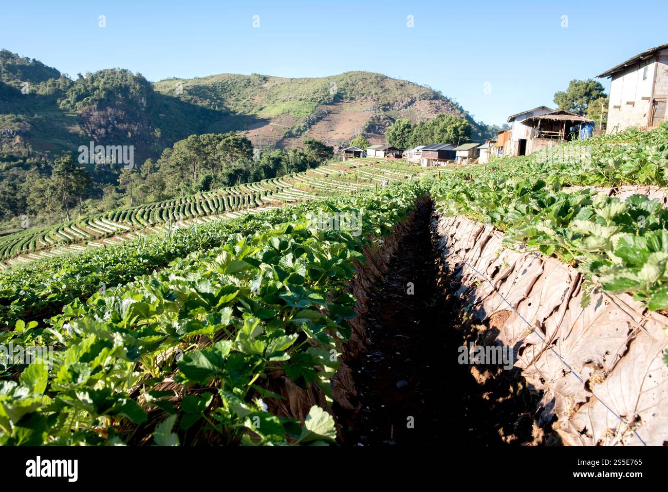 Strawberry Farm Field sur la montagne Banque D'Images