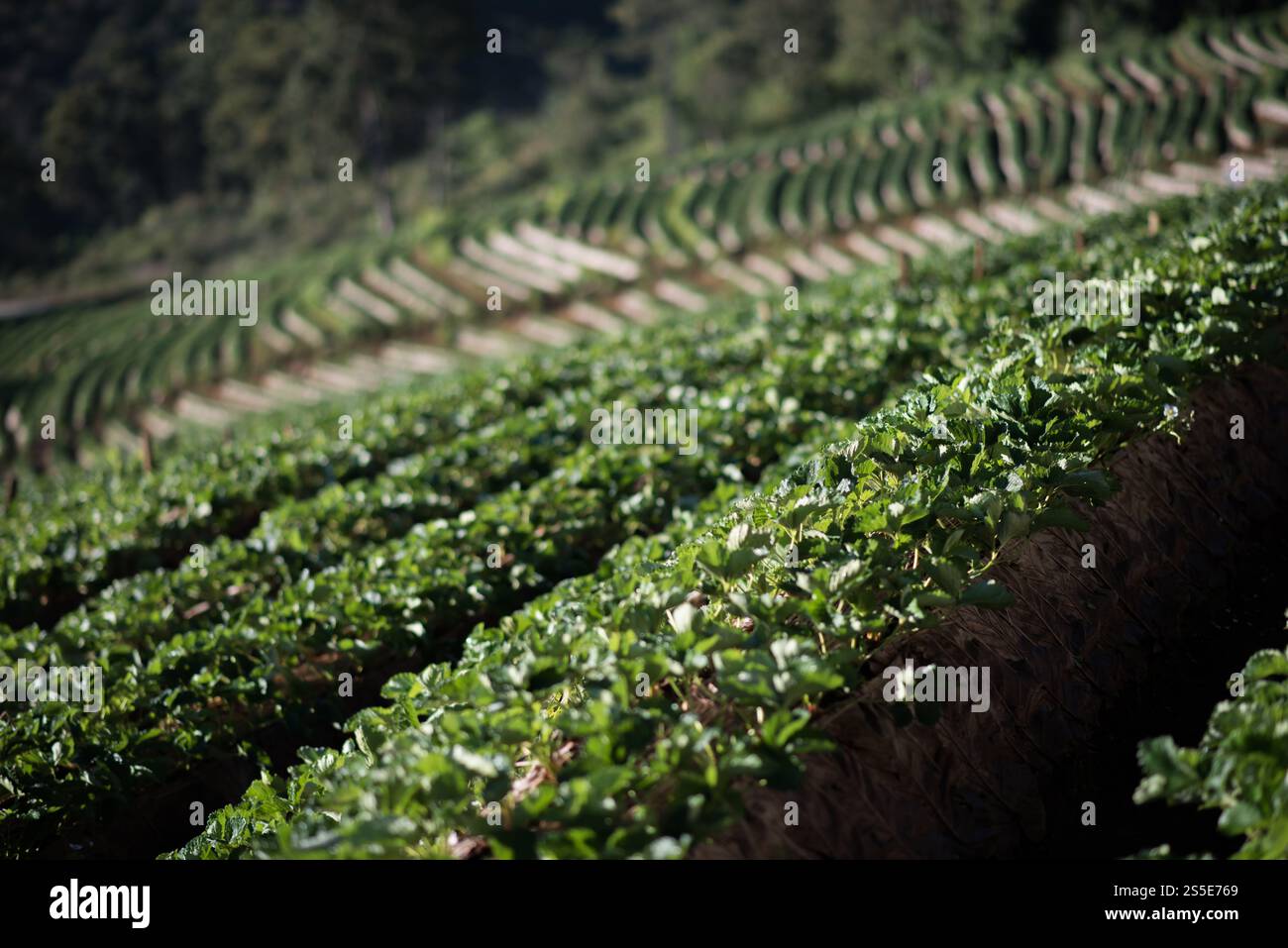 Strawberry Farm Field sur la montagne Banque D'Images