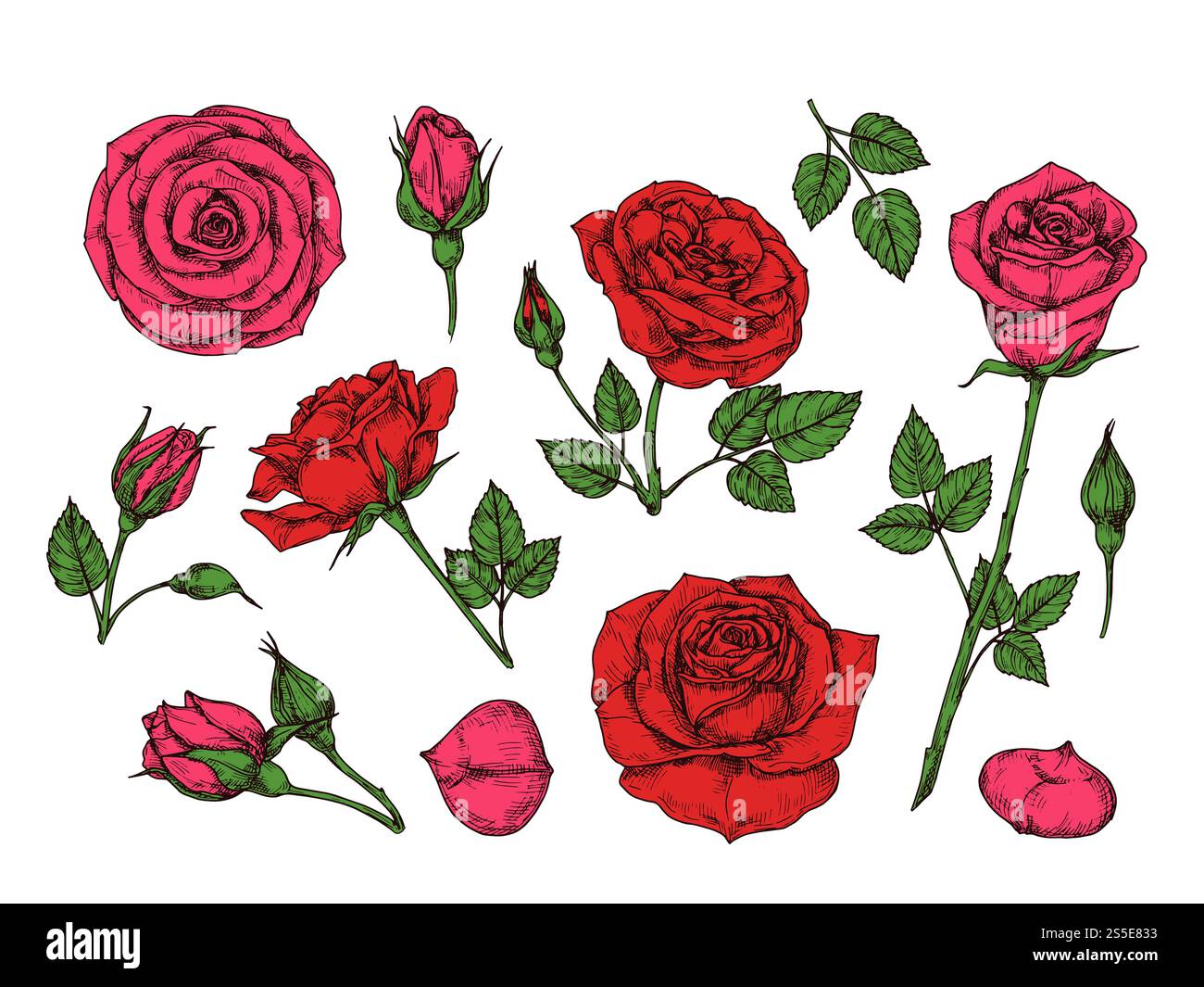 Rose rouge. Fleurs de jardin de roses dessinées à la main avec des feuilles vertes, des bourgeons et des épines. Collection isolée de vecteur de dessin animé. Pétale de rose rouge, fleur florale illustration romantique. Rose rouge. Fleurs de jardin de roses dessinées à la main avec des feuilles vertes, des bourgeons et des épines. Collection isolée de vecteur de dessin animé Illustration de Vecteur