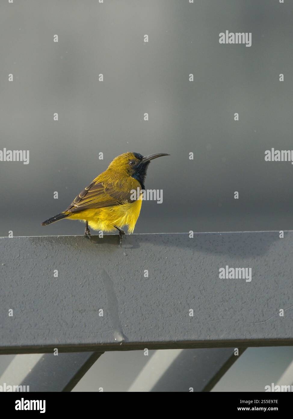 Les oiseaux de soleil à dos d'olive sont principalement nectivores et insectivores et aiment visiter de nombreuses plantes à fleurs dans les forêts, les parcs et les jardins. Banque D'Images