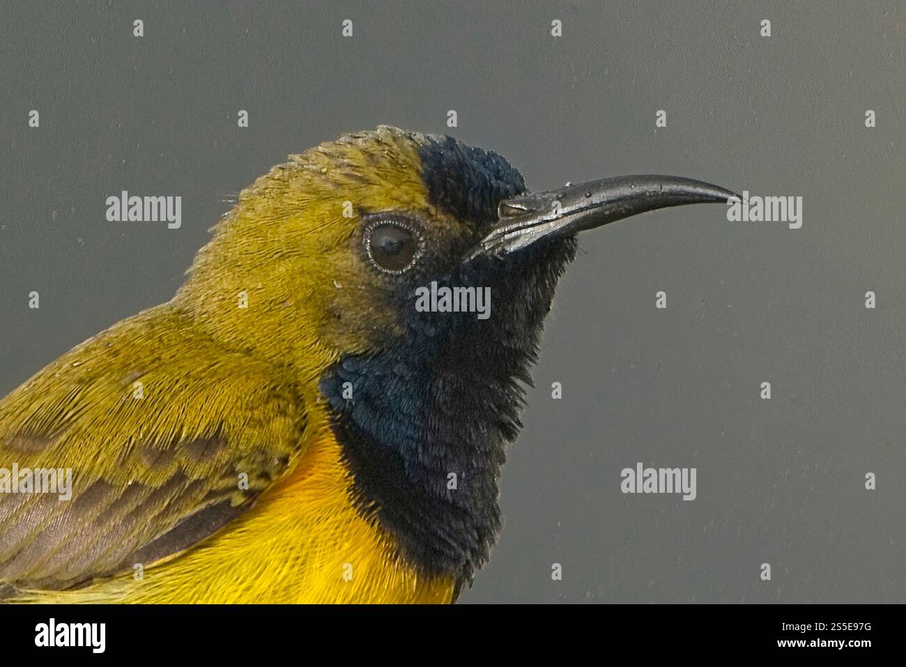 Les oiseaux de soleil à dos d'olive sont principalement nectivores et insectivores et aiment visiter de nombreuses plantes à fleurs dans les forêts, les parcs et les jardins. Banque D'Images