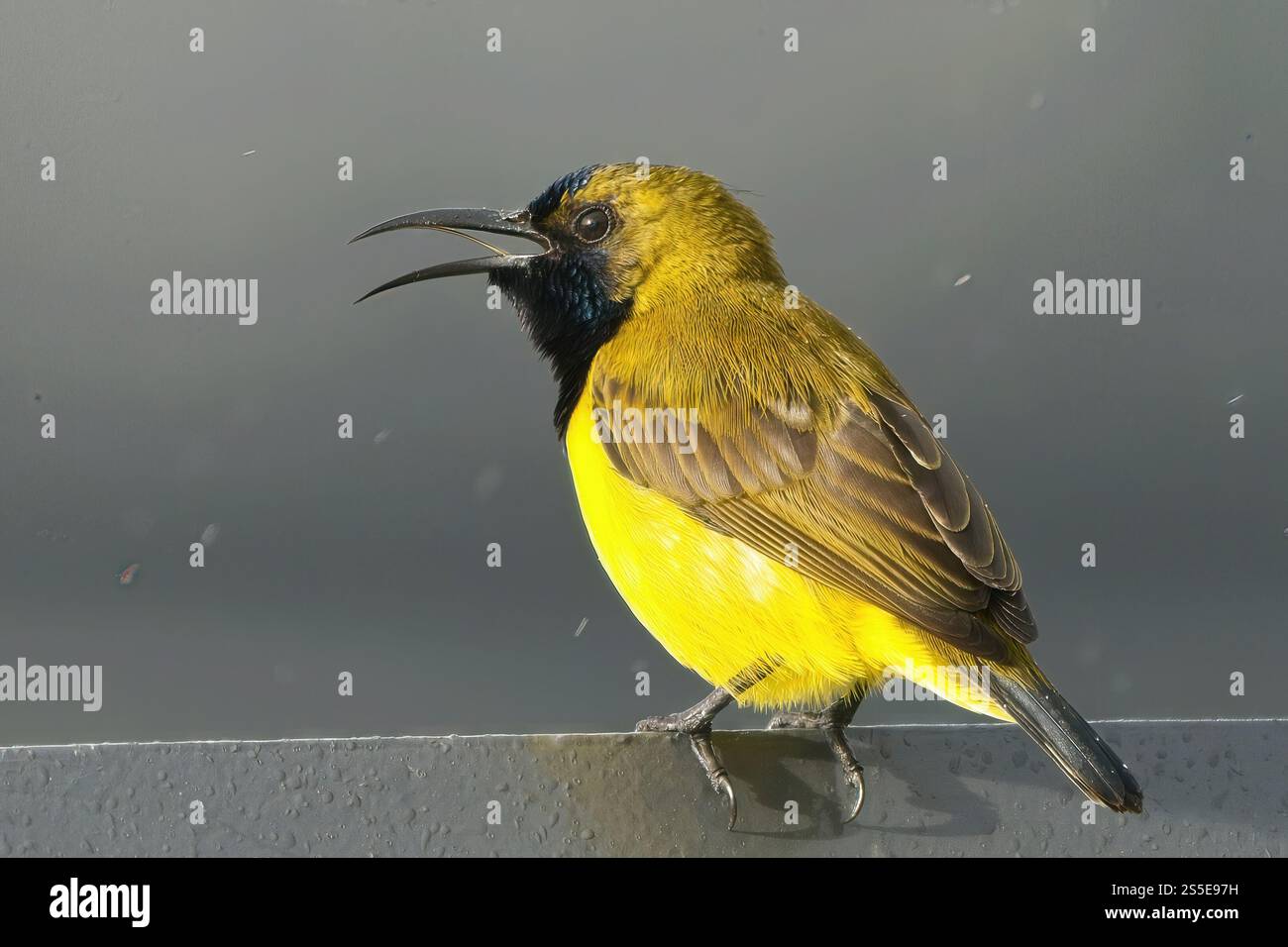 Les oiseaux de soleil à dos d'olive sont principalement nectivores et insectivores et aiment visiter de nombreuses plantes à fleurs dans les forêts, les parcs et les jardins. Banque D'Images