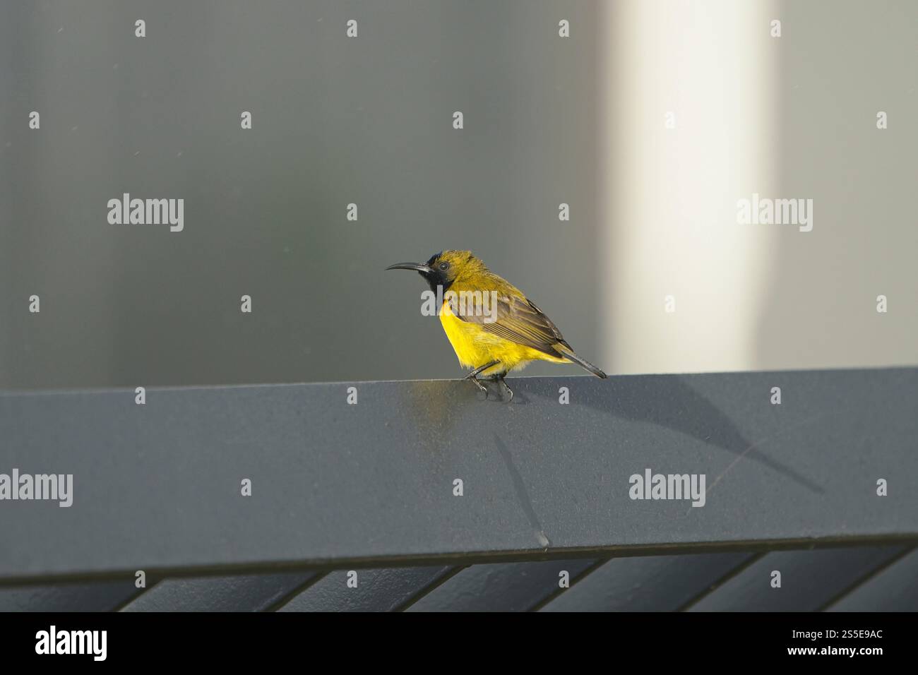 Les oiseaux de soleil à dos d'olive sont principalement nectivores et insectivores et aiment visiter de nombreuses plantes à fleurs dans les forêts, les parcs et les jardins. Banque D'Images