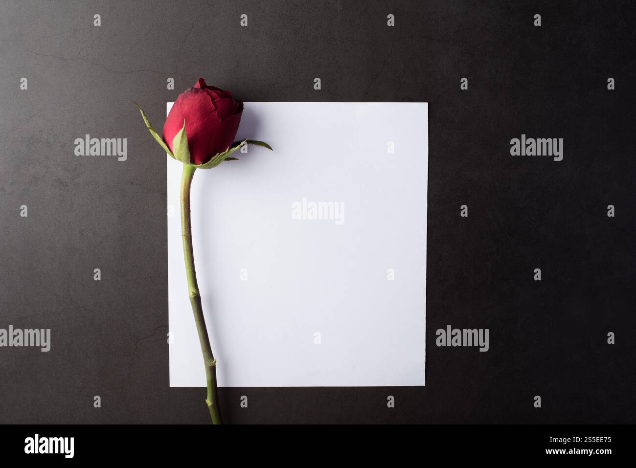 Rose rouge avec carte blanche Banque D'Images