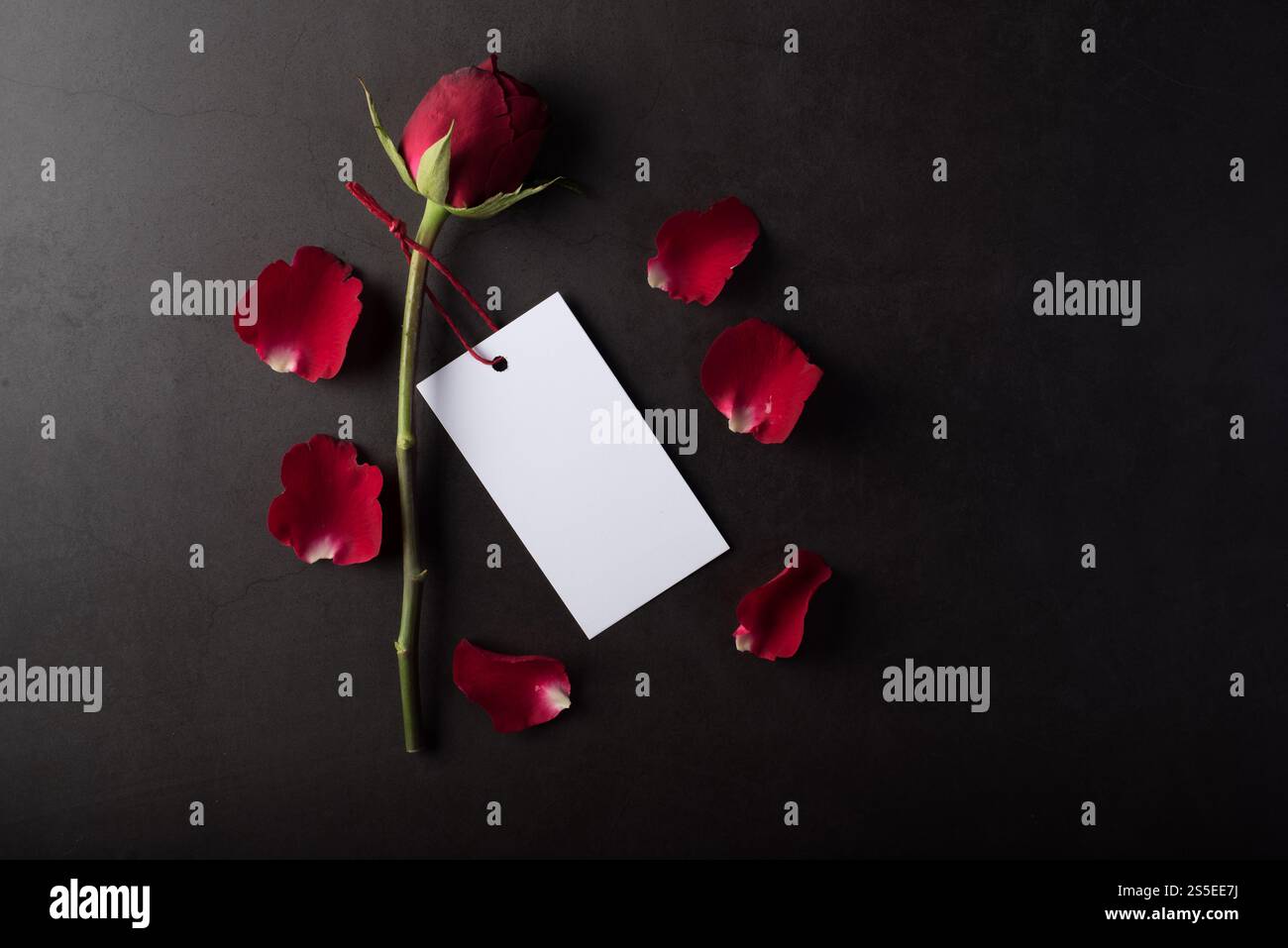 Rose rouge avec carte blanche Banque D'Images